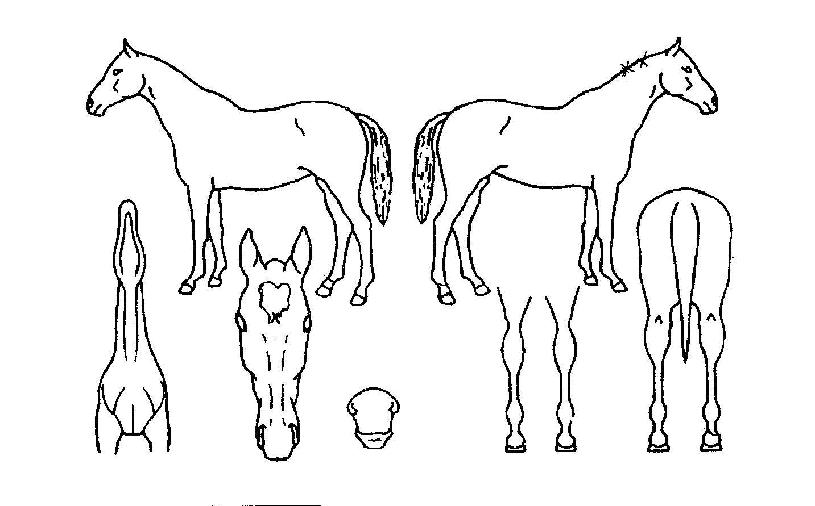 ���갡���� ����,���,�޸�,�λ�,�ٸ��� Ư¡����