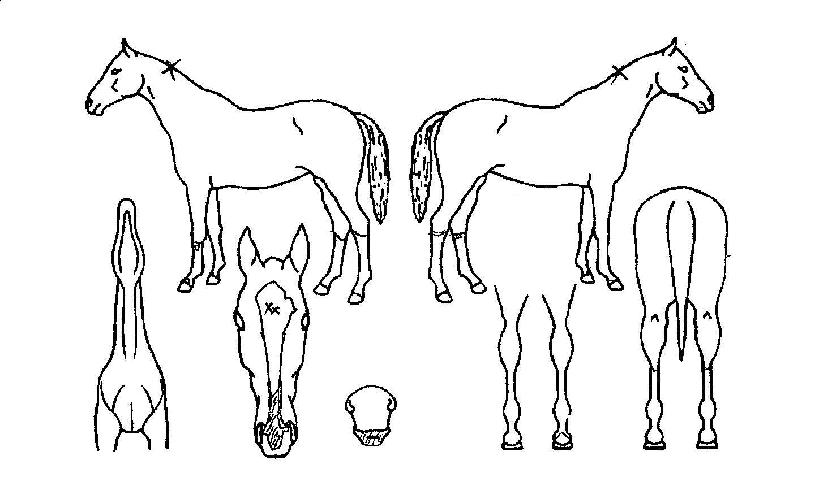 ��������� ����,���,�޸�,�λ�,�ٸ��� Ư¡����