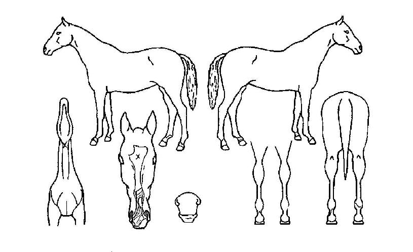 ½Â¸®ÀÇÀü¼³ÀÇ Ãø¸é,¿ì¸é,µÞ¸é,µÎ»ó,´Ù¸®ÀÇ Æ¯Â¡µµÇØ