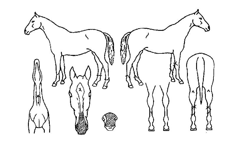 ���˰����� ����,���,�޸�,�λ�,�ٸ��� Ư¡����