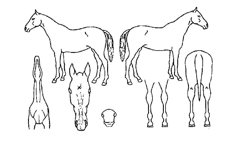 ¼´Ï¸®¹öÀÇ Ãø¸é,¿ì¸é,µÞ¸é,µÎ»ó,´Ù¸®ÀÇ Æ¯Â¡µµÇØ