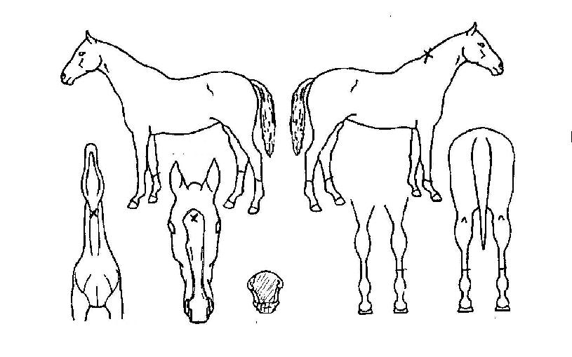 �����׼��� ����,���,�޸�,�λ�,�ٸ��� Ư¡����