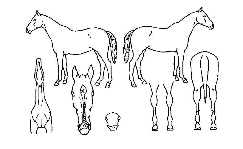 ¼Ò¼ÈÆÄÅ©ÀÇ Ãø¸é,¿ì¸é,µÞ¸é,µÎ»ó,´Ù¸®ÀÇ Æ¯Â¡µµÇØ