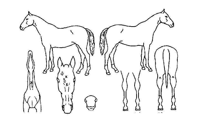 �ٴٸ����� ����,���,�޸�,�λ�,�ٸ��� Ư¡����