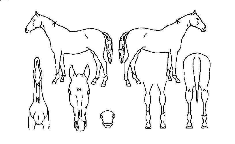 ºÒÆÐÀǹٶ÷ÀÇ Ãø¸é,¿ì¸é,µÞ¸é,µÎ»ó,´Ù¸®ÀÇ Æ¯Â¡µµÇØ