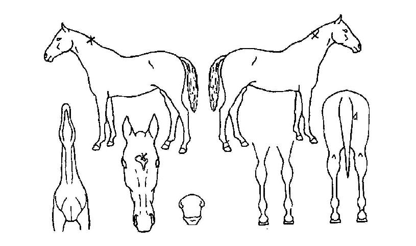 ������� ����,���,�޸�,�λ�,�ٸ��� Ư¡����