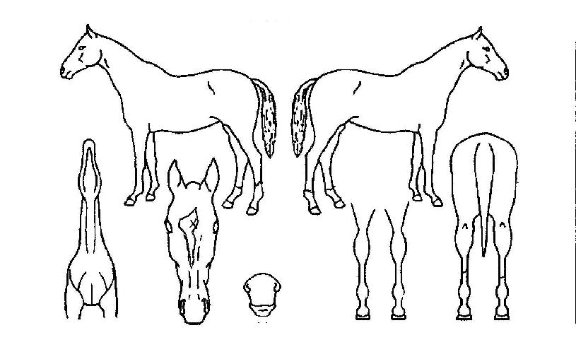 À©µå¿öÄ¿ÀÇ Ãø¸é,¿ì¸é,µÞ¸é,µÎ»ó,´Ù¸®ÀÇ Æ¯Â¡µµÇØ