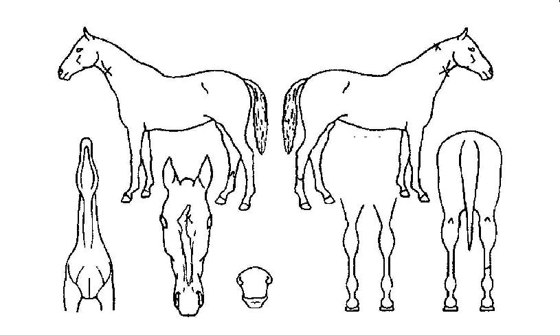 ¹ÙºñÀÌŰÀÇ Ãø¸é,¿ì¸é,µÞ¸é,µÎ»ó,´Ù¸®ÀÇ Æ¯Â¡µµÇØ