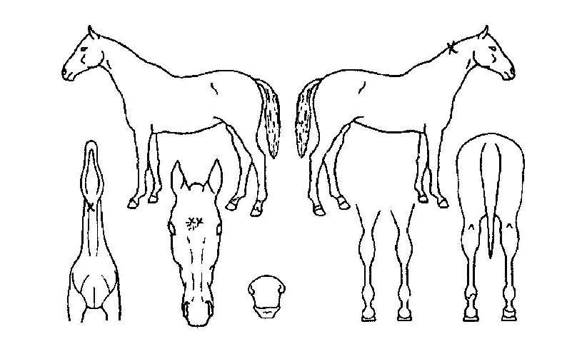 ¼Ò¹éÁ¤±âÀÇ Ãø¸é,¿ì¸é,µÞ¸é,µÎ»ó,´Ù¸®ÀÇ Æ¯Â¡µµÇØ