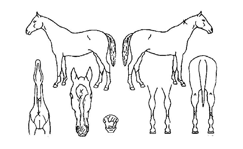 Ŭ¸°¾÷Ä·ÇÁÀÇ Ãø¸é,¿ì¸é,µÞ¸é,µÎ»ó,´Ù¸®ÀÇ Æ¯Â¡µµÇØ