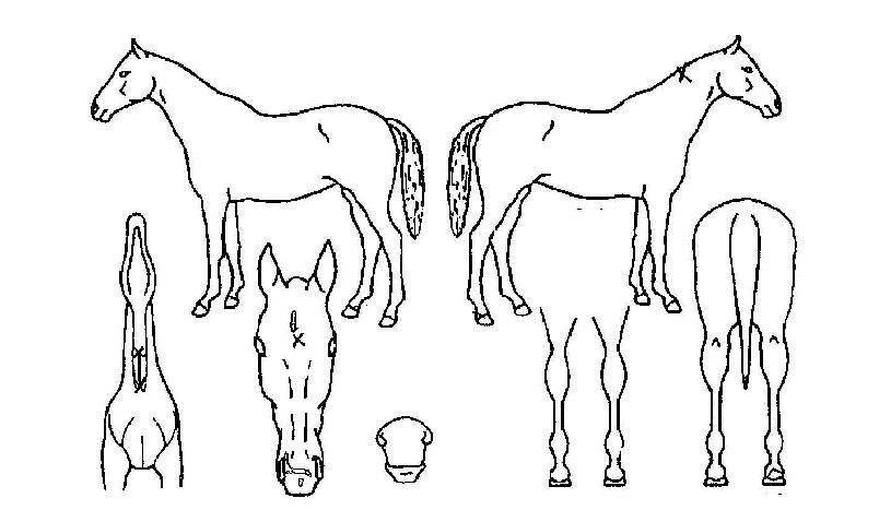 ½ÅÈź»ýÀÇ Ãø¸é,¿ì¸é,µÞ¸é,µÎ»ó,´Ù¸®ÀÇ Æ¯Â¡µµÇØ