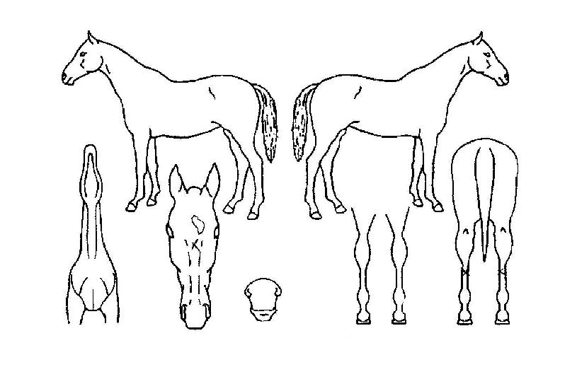 �񵵹��н��� ����,���,�޸�,�λ�,�ٸ��� Ư¡����