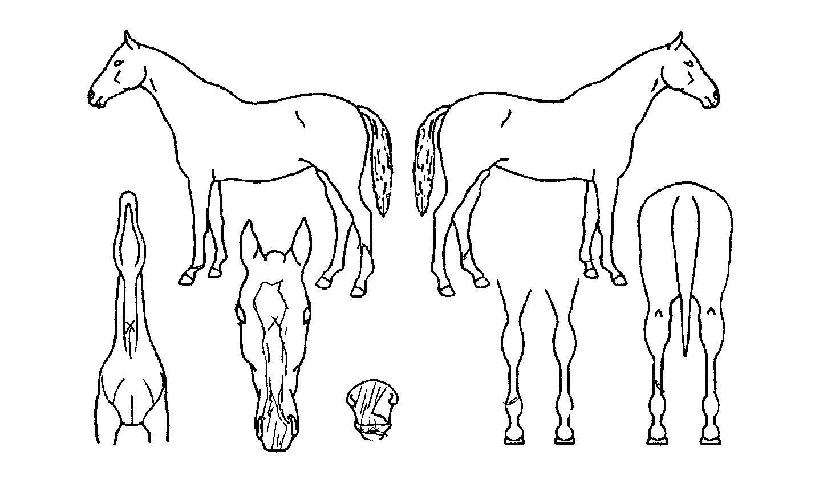 �̶�Ŭ������ ����,���,�޸�,�λ�,�ٸ��� Ư¡����