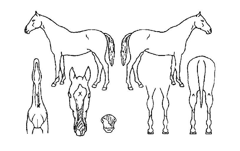 �������������� ����,���,�޸�,�λ�,�ٸ��� Ư¡����