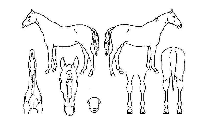 ºòÀ̱ÛÀÇ Ãø¸é,¿ì¸é,µÞ¸é,µÎ»ó,´Ù¸®ÀÇ Æ¯Â¡µµÇØ