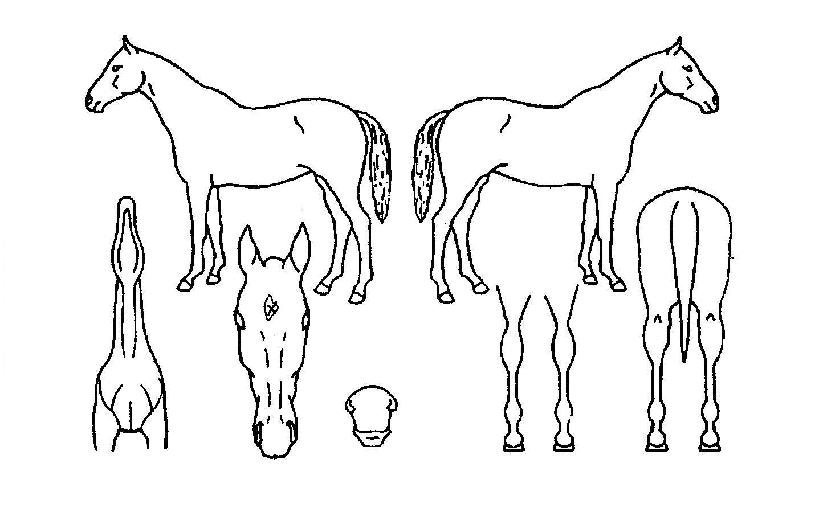 ��ȣ����� ����,���,�޸�,�λ�,�ٸ��� Ư¡����