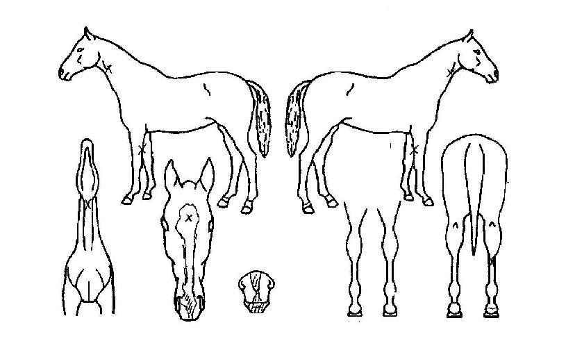 ¸ÞÀÌÀúÄýÀÇ Ãø¸é,¿ì¸é,µÞ¸é,µÎ»ó,´Ù¸®ÀÇ Æ¯Â¡µµÇØ