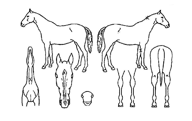 Ŭ·¡½ÄÂ÷ÅÍÀÇ Ãø¸é,¿ì¸é,µÞ¸é,µÎ»ó,´Ù¸®ÀÇ Æ¯Â¡µµÇØ