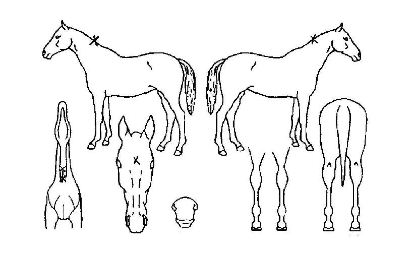 ·¹µåȣũÀÇ Ãø¸é,¿ì¸é,µÞ¸é,µÎ»ó,´Ù¸®ÀÇ Æ¯Â¡µµÇØ