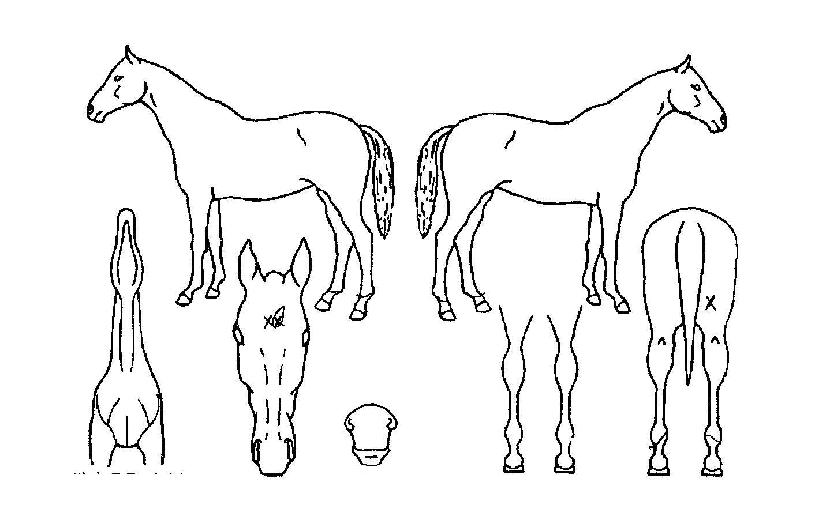 ��ġ����Ʈ�� ����,���,�޸�,�λ�,�ٸ��� Ư¡����