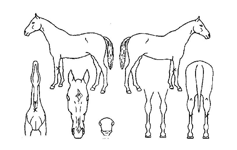 ¹«ºñÁúÁÖÀÇ Ãø¸é,¿ì¸é,µÞ¸é,µÎ»ó,´Ù¸®ÀÇ Æ¯Â¡µµÇØ