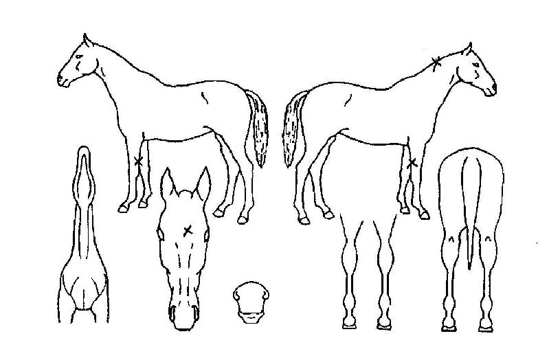 ��������� ����,���,�޸�,�λ�,�ٸ��� Ư¡����