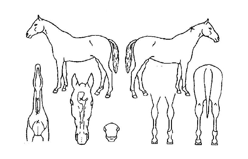 �ִ밭���� ����,���,�޸�,�λ�,�ٸ��� Ư¡����