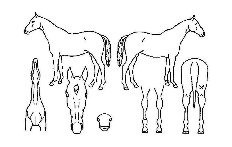 ���̵�޴��� ����,���,�޸�,�λ�,�ٸ��� Ư¡����