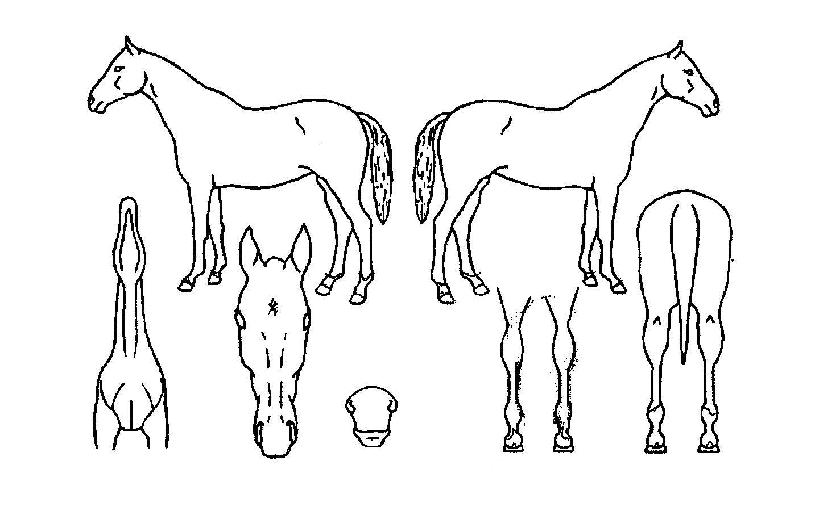 ¾Æ¸£°í½ãÀÇ Ãø¸é,¿ì¸é,µÞ¸é,µÎ»ó,´Ù¸®ÀÇ Æ¯Â¡µµÇØ