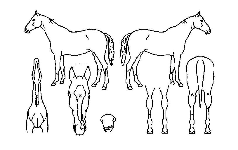 ¿µ¿øºñ»óÀÇ Ãø¸é,¿ì¸é,µÞ¸é,µÎ»ó,´Ù¸®ÀÇ Æ¯Â¡µµÇØ