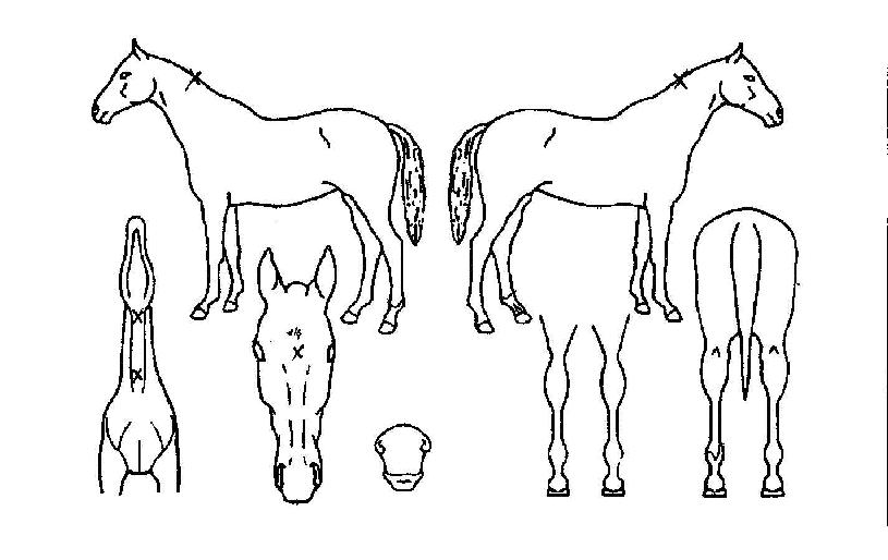 ¿À¼¶½ºÇǵåÀÇ Ãø¸é,¿ì¸é,µÞ¸é,µÎ»ó,´Ù¸®ÀÇ Æ¯Â¡µµÇØ