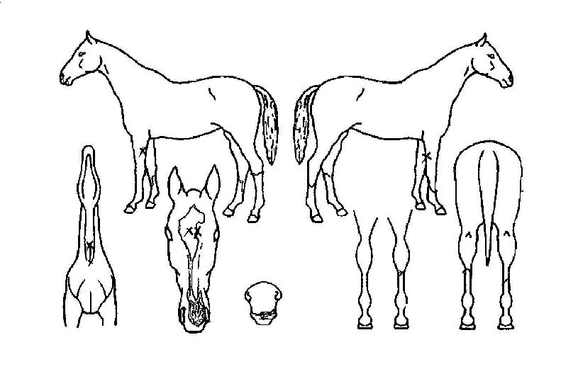 ¾Æ¸£°í¹ÎÀÇ Ãø¸é,¿ì¸é,µÞ¸é,µÎ»ó,´Ù¸®ÀÇ Æ¯Â¡µµÇØ