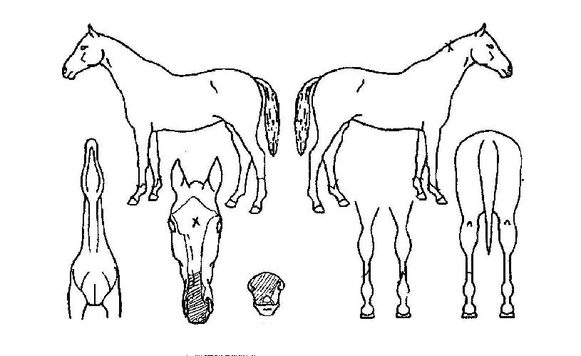 �����ǲ��� ����,���,�޸�,�λ�,�ٸ��� Ư¡����