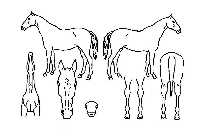 õ»çó·³ÀÇ Ãø¸é,¿ì¸é,µÞ¸é,µÎ»ó,´Ù¸®ÀÇ Æ¯Â¡µµÇØ