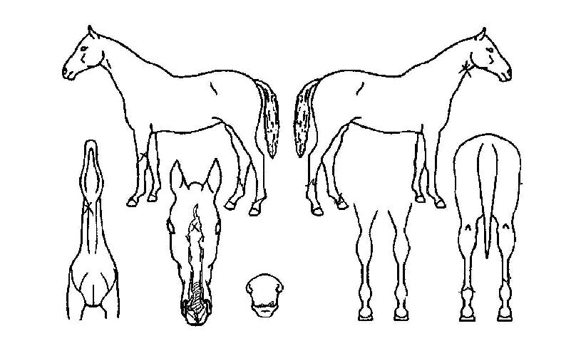 ÄÉÀÌžÀÇ Ãø¸é,¿ì¸é,µÞ¸é,µÎ»ó,´Ù¸®ÀÇ Æ¯Â¡µµÇØ