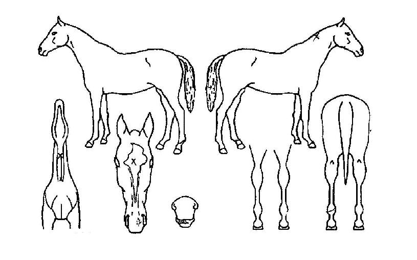 ´ÙÀ̾ÆÅÍÄ¡ÀÇ Ãø¸é,¿ì¸é,µÞ¸é,µÎ»ó,´Ù¸®ÀÇ Æ¯Â¡µµÇØ