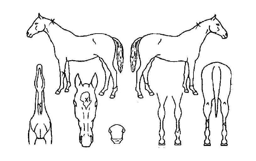 ¿øÅ°ÀÇ Ãø¸é,¿ì¸é,µÞ¸é,µÎ»ó,´Ù¸®ÀÇ Æ¯Â¡µµÇØ