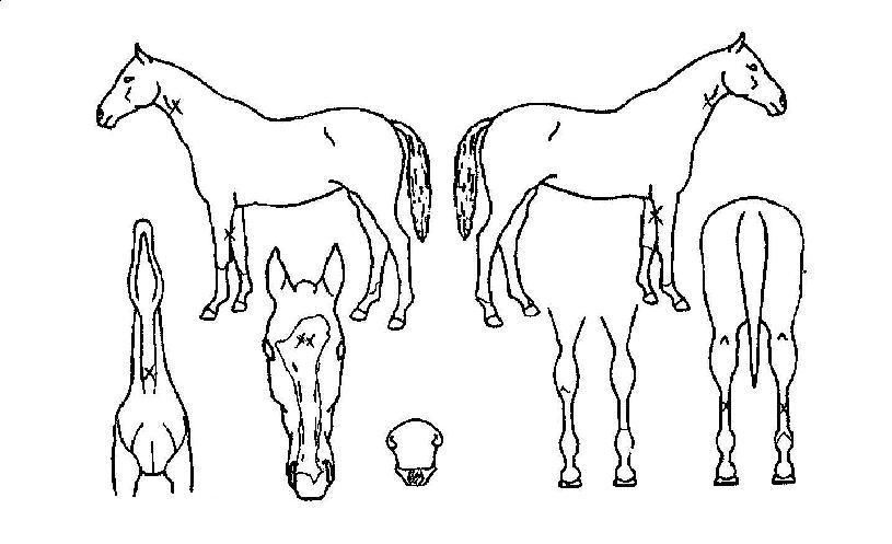 èÇǾðÄ·ÇÁÀÇ Ãø¸é,¿ì¸é,µÞ¸é,µÎ»ó,´Ù¸®ÀÇ Æ¯Â¡µµÇØ