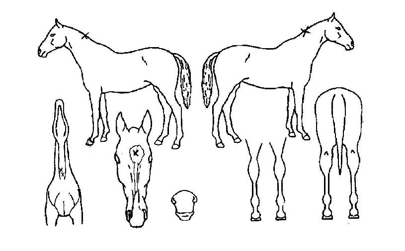 ûÇý¾ßÀÇ Ãø¸é,¿ì¸é,µÞ¸é,µÎ»ó,´Ù¸®ÀÇ Æ¯Â¡µµÇØ