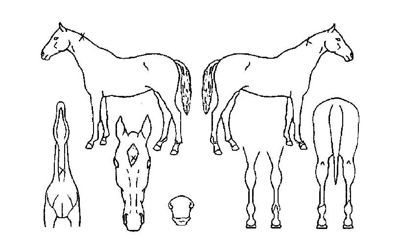 ǻó���� ����,���,�޸�,�λ�,�ٸ��� Ư¡����