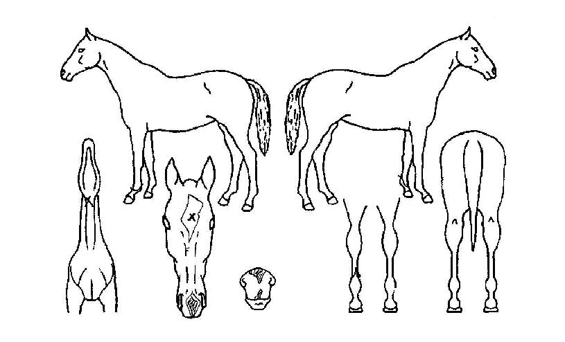 ÇÑ·Á¼öµµÀÇ Ãø¸é,¿ì¸é,µÞ¸é,µÎ»ó,´Ù¸®ÀÇ Æ¯Â¡µµÇØ