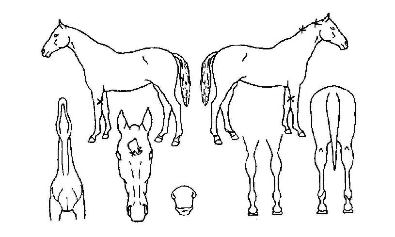 ¿£Á©½ºÄýÀÇ Ãø¸é,¿ì¸é,µÞ¸é,µÎ»ó,´Ù¸®ÀÇ Æ¯Â¡µµÇØ