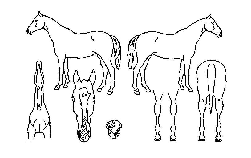 �긮���� ����,���,�޸�,�λ�,�ٸ��� Ư¡����