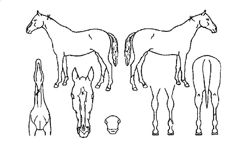 ¼¨µµ¿ìÆø½ºÀÇ Ãø¸é,¿ì¸é,µÞ¸é,µÎ»ó,´Ù¸®ÀÇ Æ¯Â¡µµÇØ