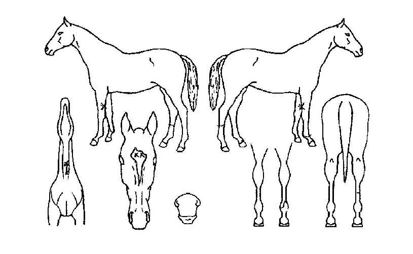 ���÷����� ����,���,�޸�,�λ�,�ٸ��� Ư¡����