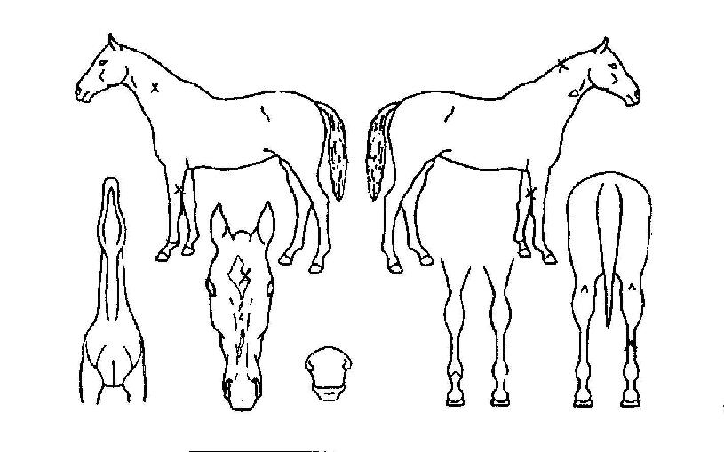 ´ë¿õÀÇ Ãø¸é,¿ì¸é,µÞ¸é,µÎ»ó,´Ù¸®ÀÇ Æ¯Â¡µµÇØ