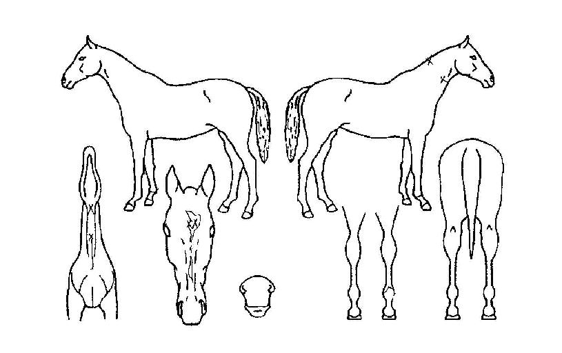 Å©¸®½ºÅ»¸íÀÛÀÇ Ãø¸é,¿ì¸é,µÞ¸é,µÎ»ó,´Ù¸®ÀÇ Æ¯Â¡µµÇØ