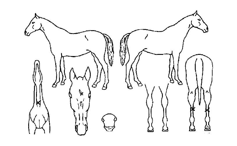 �������Ƽ�ڸ��� ����,���,�޸�,�λ�,�ٸ��� Ư¡����