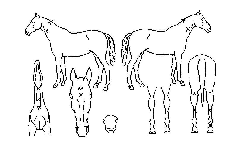 �����Ƽ�� ����,���,�޸�,�λ�,�ٸ��� Ư¡����