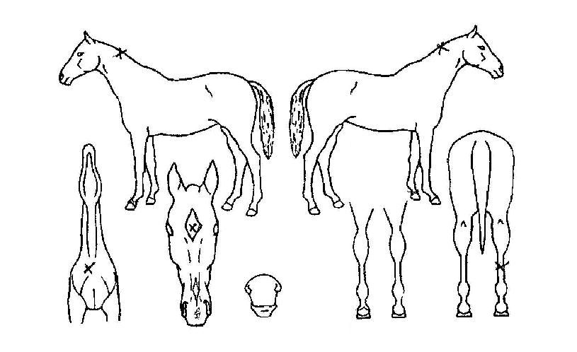 �ӽ�Ʈ���� ����,���,�޸�,�λ�,�ٸ��� Ư¡����